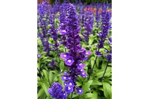 TU PROPIO JARDÍN 30 Semi di Blue Sage, Victoria (Salvia Farinacea)