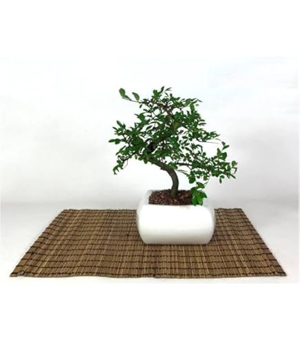 Luojuny Semi Di Artemisia, 50 Pz/borsa Semi Di Artemisia Alta Germinazione Fioritura Forte Vitalità Crescita Rapida Semi Di Giardinaggio Verde Per Cortile Semi