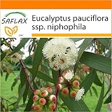 El Eucalyptus pauciflora crece como arbusto de hoja perenne en zonas subalpinas de Australia, a 1300-1800 metros. Como su nombre sugiere, puede tolerar heladas de hasta -20 grados y por lo tanto se considera el más robusto de todas las especies de Eucalyptus. Sus hojas inicialmente son de color amarillo a rojo oscuro y más tarde ..... (En las fotos se puede encontrar una foto de la parte posterior de nuestra tarjeta de semillas con las instrucciones completas de siembra y de atención)