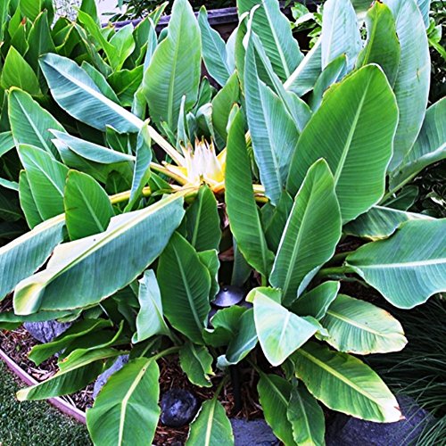 Future Exotics Musella Lasiocarpa LOTUS Banane Bananenstaude - 2