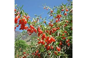 MONDOPIANTE Pianta Goji Vaso 7cm