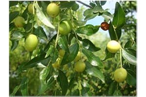 TREE ONLINE NURSERY Rare Fruit Chinese Date Ziziphus Jujuba 'Dongzao' (Rounded fruited) - 10-15cm Tall Plant in a 8cm Pot (leafless, Freshly Potted), Rarely Offered, Fully Hardy