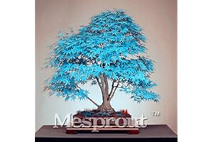SVI 50pcs Purple Blue Ghost Japanese Maple Tree, (Acer Palatum),Bonsai Flower Seeds,Tree Seeds,Potted Plant for Home & Garden