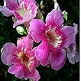 Rare Tecoma Flowering Plant Outdoor Plant Live PLants With Plastic Pot (Pink, Hybrid) Tecoma Exotic 1 Live Flowering Plant (TECOMA)