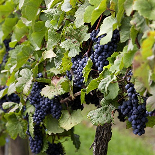 Weinrebe blau Blauer Muskateller, pilzresistent, 1 Rebstock - 3