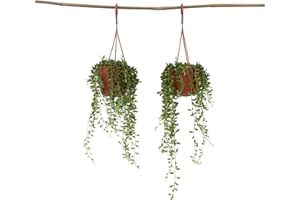 Plant in a Box - Senecio Rowleyanus - Set di 2 - Filo di perle - Pianta da appendere - Vaso 12cm - Altezza 10-20cm