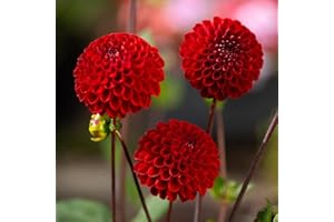 BRKENT Dalias Bulbos De Flores Resistentes Bulbos De Ornamentales Perennes Flores Frescas Dalias Resistentes Plantas En Macetas Plantas De JardíN Decoraciones De JardíN 2 TubéRculos De Dalia (Rojo)