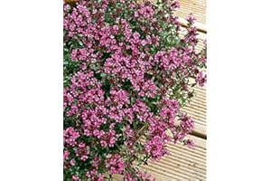 COUNTRY CLIMBERS & GARDEN FAVOURITES Thyme Creeping Red herb aromatic leaves crimson red flowers summer loved by bees ground cover 9cm pot