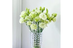 GENERIC 1050 piezas Semillas de Eustoma verde, Conjunto de semillas de flores Lisianthus - (Eustoma grandiflorum) semillas de flores de eustoma Sala De Estar Decorativa Moderna semillas de