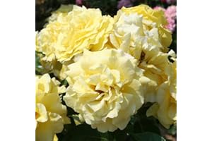 Strauchrose „Lichtkönigin Lucia®“ - zitronengelb blühende, duftende Topfrose im 6 L Topf - frisch aus der Gärtnerei - Pflanzen-Kölle Gartenrose