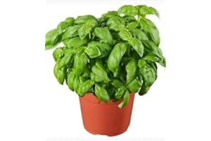 ZEPRE Pianta di Basilico in Vaso, Coltivata in Italia MADE IN ITALY BELLISSIMA