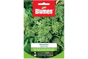 BLUMEN SEMENTI, CIMA DI RAPA SESSANTINA