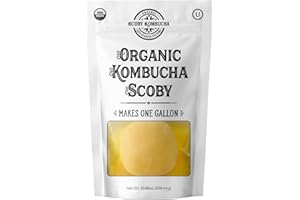 1 X Organic Kombucha Scoby - Live Culture by Scoby Kombucha by Scoby Kombucha
