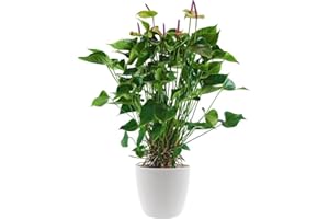BloomPost Anthurium Jaguar Green - 65-75 cm Indoor Plant - Low Maintenance House Plant - Easy to Grow Home Office Plants - Perfect for Clean Air - Pot Not Included