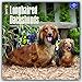 Longhaired Dachshunds - Langhaardackel 2017 - 18-Monatskalender mit freier DogDays-App: Original BrownTrout-Kalender [Mehrsprachig] [Kalender] (Wall-Kalender) by 
