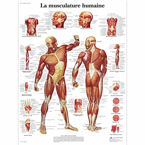 3B Scientific VR2118L Planche Anatomique, La Musculature