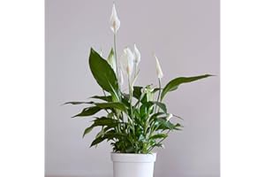 YouGarden Spathiphyllum Peace Lily Plant 'Cupido' in 9cm Pot, Air Purifying Houseplant for Homes and Office, Easy to Care for Peace Lily Plant
