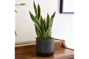 Indoor Evergreen Snake Plant Mother in Laws Tongue Sansevieria House Plant in a 12cm Pot + Decorative Pot in Grey & Black by Thompson & Morgan