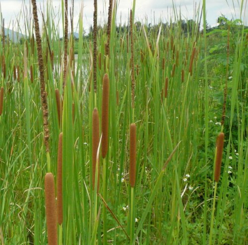 Schmalblättriger Rohrkolben / Typha Angustifolia im 9×9 cm Topf - 2
