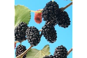 YOUGARDEN Mulberry Morus rotundiloba Mojo Berry in 1.5 Litre Pot