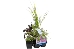 Bloomique - Set de 6 - Plantas de estanque aromáticas - Acorus - Geranium - Houttuynia - Mentha - Preslia - Zantedeschia - Zona de estanque 1-2 - Altura 15-25 cm - Maceta 9 cm