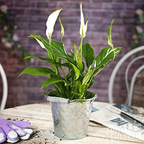 Spathiphyllum Chopin Peace Lilly - 1 Plant - House / Office Live Indoor Pot Plant Tree - In 15cm Silver Dimple Pot