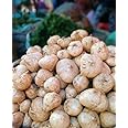 Gachwala Shankh Aloo/Yam bean Seed - Pack of 100+ (Pachyrhizus spp), Healthy Seeds, Mishrikand, Potato Bean, Seeds for Gardening Vegetables