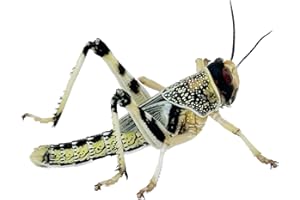 Livefood UK Live Locusts Small size 6mm to 10mm MEGA TUB of 25 live Locusts (Reptile Livefood)