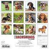 Image de Just Dachshunds 2017 Calendar