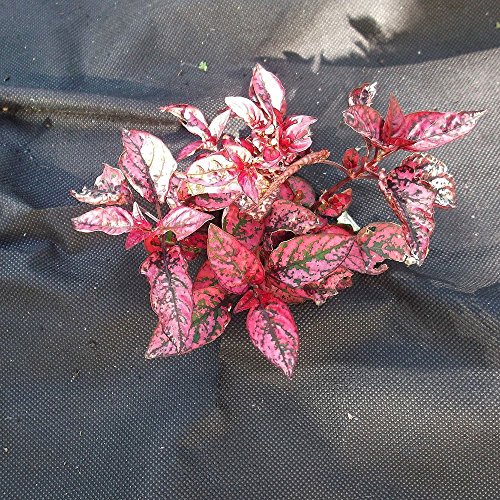 Nutley's 10 x 2 m Weedban 50 Weed Control Fabric - Black