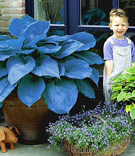 BALDUR-Garten Funkien Riesen Hosta blau ‚Halycon‘, 2 Knollen - 2