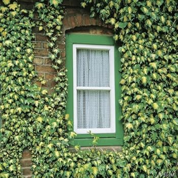 Gemeiner Efeu - Hedera helix - Kletterpflanze Bodendecker