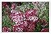 Produktbild Metall Poster Blechschilderplatte Blechschild Plakat Flower Tin Sign Lilac Blossoms Twigs Herbs Leaves Spring 38098 Retro Weinlese Kunstdrucke by hamgaacaan (20x30cm)