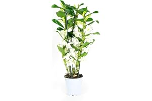 Orchidée de Botanicly – Bambou Orchidée – Hauteur: 50 cm, 3 pousses, fleurs blanches – Dendrobium Nobile Apollon