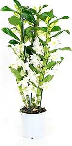 Orchidee von Botanicly &ndash; Bambus Orchidee &ndash; H&ouml;he: 50 cm, 3 Triebe, wei&szlig;e Bl&uuml;ten &ndash; Dendrobium Nobile Apollon