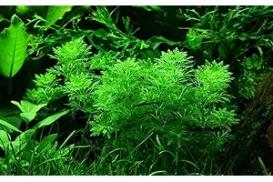 AquaOne Pianta per acquario, Limnophila sessiliflora, pianta acquatica, rosetta completamente radicata, semplice decorazione aquascaping