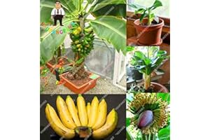 SVI frescas 100pcs semillas de la fruta del plátano para plantar amarillo