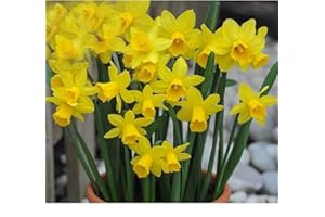 SCHONE PRODUCTS (UK) 10x Dwarf Daffodil Tete A Tete- RHS Award of Garden Merit- for a Beautiful Spring Garden