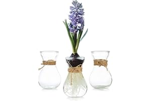 Hewory Lot de 3 Petits vases en Verre Transparent avec Ficelle pour Forcer la Culture des bulbes de Jacinthe d'avocat et Petits vases à Fleurs pour Centre de Table de Mariage, Maison de décoration