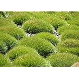 10 x Festuca gautieri (Ziergras/Gräser/Stauden) Bärenfellgras ab 1,99 € pro Stück