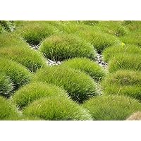 1 x Festuca gautieri (Ziergras/Gräser/Stauden) Bärenfellgras ab 1,99 € pro Stück