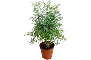 DECOALIVE Planta de Protección y Buena Suerte Ruta Graveolens o Ruda Común