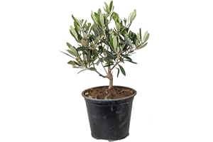 Olea europaea - Olivier - Arbuste méditerranéen - Rustique – ⌀14 cm - 20-30 cm