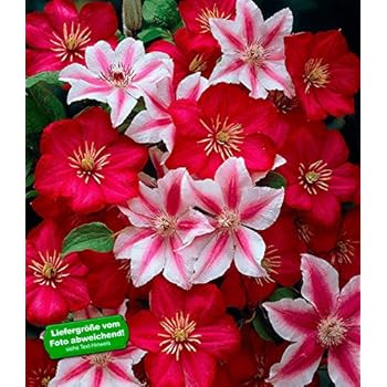 Dominik Blumen und Pflanzen, Clematis The President®, 1
