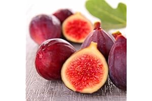 Haloppe 100 Stück Feigenfruchtsamen für die Bepflanzung des Hausgartens, Feigen Ficus Carica Samen Hausgarten Bauernhof Hof Obstpflanze Bonsai Dekor Feigensamen