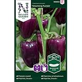 Snack-Paprika Samen Snacking Purple - Nelson Garden Saatgut für Gemüsegarten - Pflanzensamen Paprika lila (4 Stück) (Einzelpa
