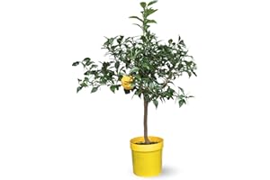 GÉNÉRIQUE Attitude Jardin - Citronnier yuzu - agrume méditerranéen - arbre fruitier - 75-85 cm - ⌀ 22 cm