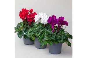 TROPICAL PLANTS UK 3 x Cyclamen Plants, Autumn Bedding, Winter Flowering Plants in 10.5cm pots, Cyclamen Plants Indoor/Outdoor Garden Ready (3 x Cyclamen)
