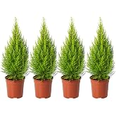 Goldcrest Cypress - Pack 4 Trees - Natural Garden Plants - Cupressus Dorado