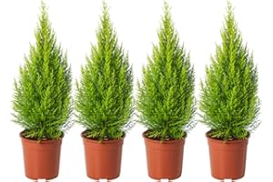 DECOALIVE Ciprés Goldcrest - Pack 4 Árboles - Plantas Naturales para Jardín - Cupressus Dorado